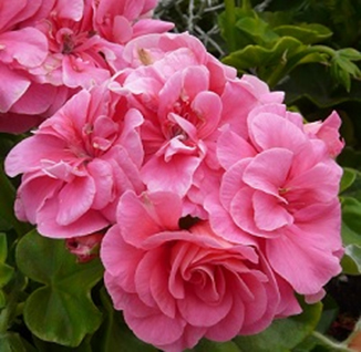 пеларгония плющелистная pelargonium peltatum
